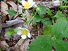 American woodland strawberry