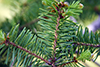 balsam fir