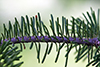 balsam fir