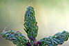 balsam fir