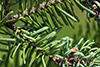 balsam fir