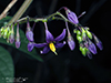 bittersweet nightshade