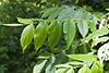 black walnut