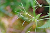 bland sweet cicely