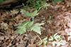 bland sweet cicely