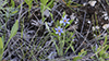 blue-eyed grass (Sisyrinchium sp.)