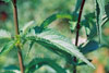 blue vervain (var. hastata)