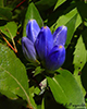 bottle gentian