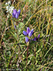 bottle gentian