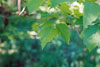 boxelder