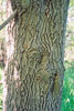 boxelder