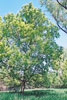boxelder