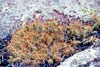 brittle pricklypear