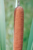 broad-leaved cattail