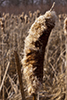broad-leaved cattail