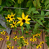 brown-eyed Susan