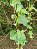 bur cucumber