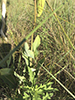 clasping milkweed