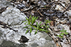 cleavers