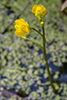 common bladderwort
