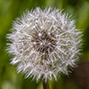 common dandelion