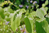 common false Solomon’s seal