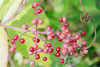 common false Solomon’s seal