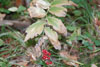 common false Solomon’s seal