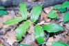 common false Solomon’s seal