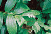 common false Solomon’s seal