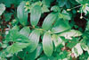common false Solomon’s seal