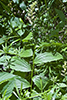 common false Solomon’s seal