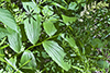 common false Solomon’s seal