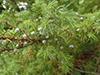 common juniper