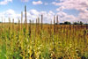 common mullein