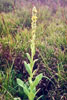 common mullein