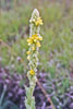 common mullein