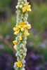 common mullein