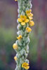 common mullein
