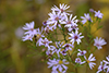 common smooth blue aster