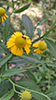 common sneezeweed