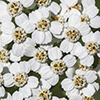 common yarrow