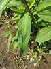 curlytop knotweed