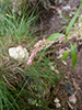 curlytop knotweed