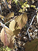 downy arrowwood (var. rafinesqueanum)
