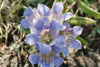 downy gentian
