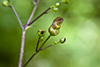 early figwort