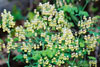 early meadow rue