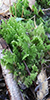fern moss (Thuidium sp.)