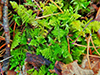 fern moss (Thuidium sp.)